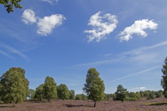Heather blossom at Wilseder Berg, trees, clouds, Lüneburg Heath near Wilsede, Bispingen, Lower