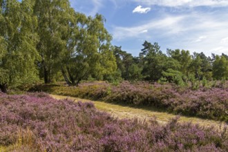 Hiking trail, trees, heather blossom at Wilseder Berg, Lüneburg Heath near Wilsede, Bispingen,