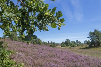 Oak, acorns, heather blossom at Wilseder Berg, Lüneburg Heath near Wilsede, Bispingen, Lower