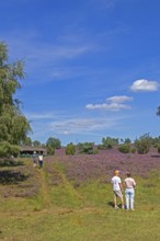 Beehive, tourists, heather blossom at Wilseder Berg, Lüneburg Heath near Wilsede, Bispingen, Lower