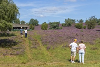 Beehive, tourists, heather blossom at Wilseder Berg, Lüneburg Heath near Wilsede, Bispingen, Lower