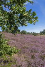 Oak, acorns, heather blossom at Wilseder Berg, Lüneburg Heath near Wilsede, Bispingen, Lower