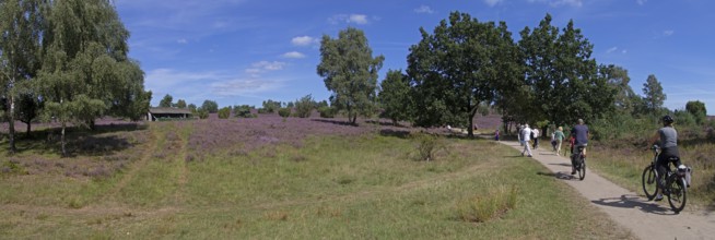 Panorama shot, Photomerge, apiary, tourists, cyclists, heather blossom at Wilseder Berg, Lüneburg