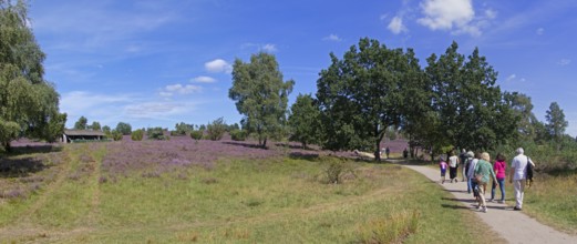 Panorama shot, Photomerge, apiary, tourists, heather blossom at Wilseder Berg, Lüneburg Heath near