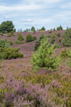 Wilseder Berg, heather blossom, Lüneburg Heath near Wilsede, Bispingen, Lower Saxony, Germany