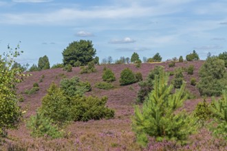 Wilseder Berg, heather blossom, Lüneburg Heath near Wilsede, Bispingen, Lower Saxony, Germany
