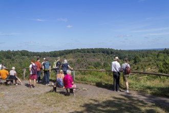 Viewpoint, Totengrund, tourists, Lüneburg Heath near Wilsede, Bispingen, Lower Saxony, Germany