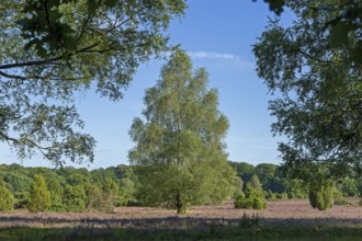 Lüneburg Heath near Wilsede, trees, heather blossom, Bispingen, Lower Saxony, Germany