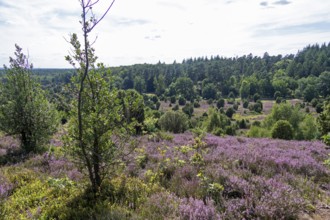 Heather blossom near the Totengrund, Lüneburg Heath near Wilsede, Bispingen, Lower Saxony, Germany