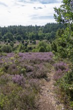 Heather blossom near the Totengrund, Lüneburg Heath near Wilsede, Bispingen, Lower Saxony, Germany