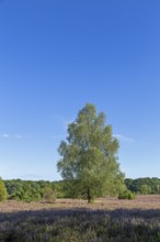 Lüneburg Heath near Wilsede, trees, heather blossom, Bispingen, Lower Saxony, Germany
