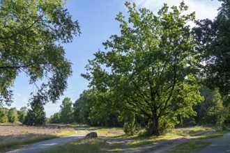 Lüneburg Heath near Wilsede, trees, heather blossom, Bispingen, Lower Saxony, Germany