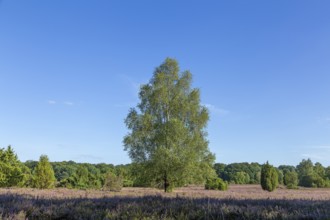 Lüneburg Heath near Wilsede, trees, heather blossom, Bispingen, Lower Saxony, Germany