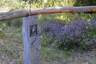 Hiking trail sign, heather loop, blooming heather, heather blossom, Lüneburg Heath near Wilsede,