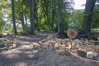 Felled tree cut into pieces, Lüneburg Heath near Wilsede, Bispingen, Lower Saxony, Germany