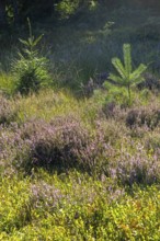 Flowering heather, young conifers, heather blossom, Lüneburg Heath near Wilsede, Bispingen, Lower
