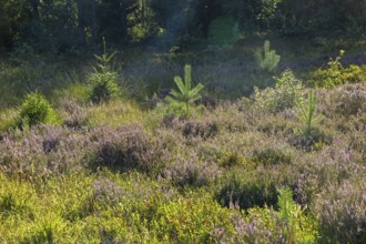 Flowering heather, young conifers, heather blossom, Lüneburg Heath near Wilsede, Bispingen, Lower