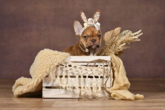 Funny grumpy Mocca French Bulldog dog puppy with lace bunny ears in box in front of brown