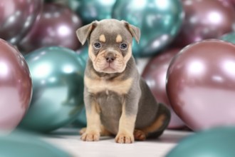 Six weeks old healthy lilac orange tan French Bulldog dog puppy with colorful balloons in