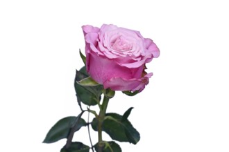 Single pink rose flower on white background