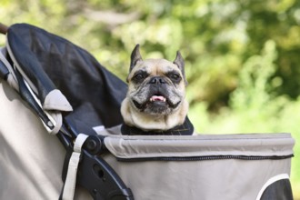 Old French Bulldog dog going on a walk in pet stroller