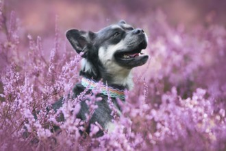 Dog in purple blooming heather flower field during late summer