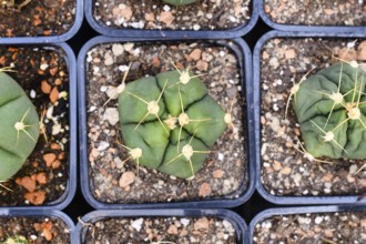 Top view of small 'Gymnocalycium Horstii' cactus plants in black square shaped flower pots