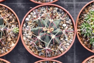 Small 'Ferocactus Latispinus' cactus in flower pot with stones