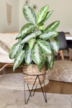 Tropical 'Aglaonema Silver Bay' houseplant with silver pattern in basket pot in boho style living