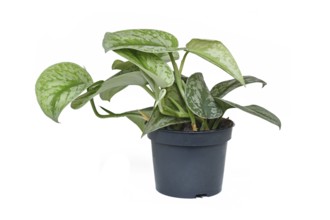 Exotic 'Scindapsus Pictus Exotica' or 'Satin Pothos' houseplant with velvet texture and silver spot