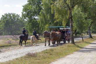 Horse-drawn carriage, female ambulance riders, heather blossom, Lüneburg Heath near Wilsede,