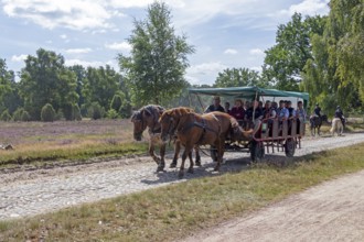 Horse-drawn carriage, female ambulance riders, heather blossom, Lüneburg Heath near Wilsede,