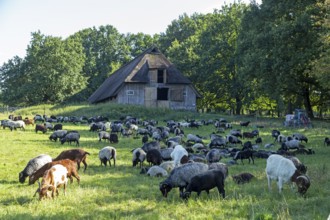 Sheep, Heidschnucken and goats grazing in front of sheepfold, Lüneburg Heath, Wilsede, Bispingen,