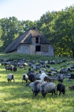 Sheep, Heidschnucken and goats grazing in front of sheepfold, Lüneburg Heath, Wilsede, Bispingen,
