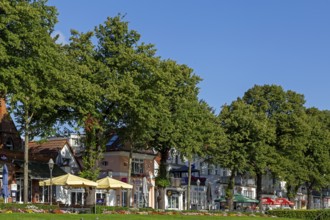 Houses on the Alter Strom, flowers, trees, Warnemünde, Rostock, Mecklenburg-Vorpommern, Germany