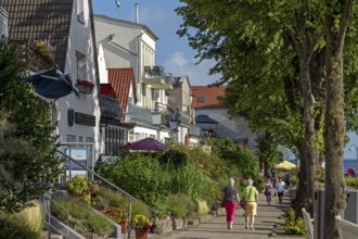 Houses on the Alter Strom, trees, Warnemünde, Rostock, Mecklenburg-Western Pomerania, Germany