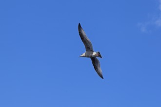 Young seagull in flight, city harbour, Rostock, Mecklenburg-Western Pomerania, Germany