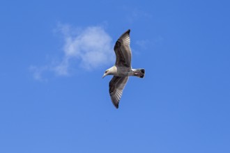 Young seagull in flight, city harbour, Rostock, Mecklenburg-Western Pomerania, Germany