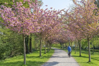 Cherry blossom on the rampart with cyclist Stadthagen Germany
