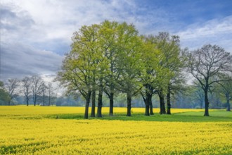 Trees in rape field landscape spring in Kleinenheerse Germany