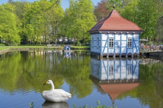 Swan in front of Lusthaus in Stadthagen City Park Germany