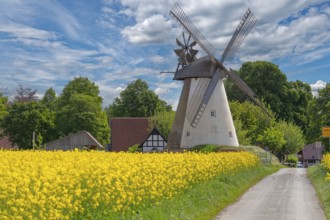 Windmill with rape field Südhemmern Hille North Rhine-Westphalia Germany