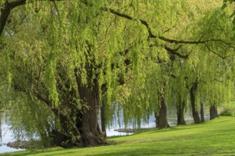 Willows on the banks of the Weser Minden Germany