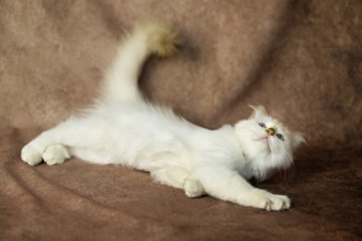 Purebred cat, Sacred Burmese, young male cat, Cinnamon-point