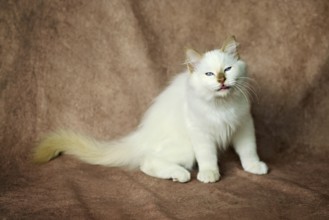 Purebred cat, Sacred Burmese, young male cat, Cinnamon-point