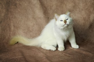 Purebred cat, Sacred Burmese, young male cat, Cinnamon-point