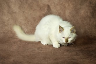 Purebred cat, Sacred Burmese, young male cat, Cinnamon-point