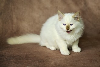 Purebred cat, Sacred Burmese, young male cat, Cinnamon-point