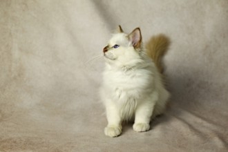 Purebred cat, Sacred Burmese, young male cat, Cinnamon-point