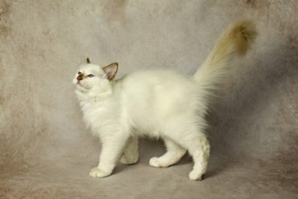 Purebred cat, Sacred Burmese, young male cat, Cinnamon-point